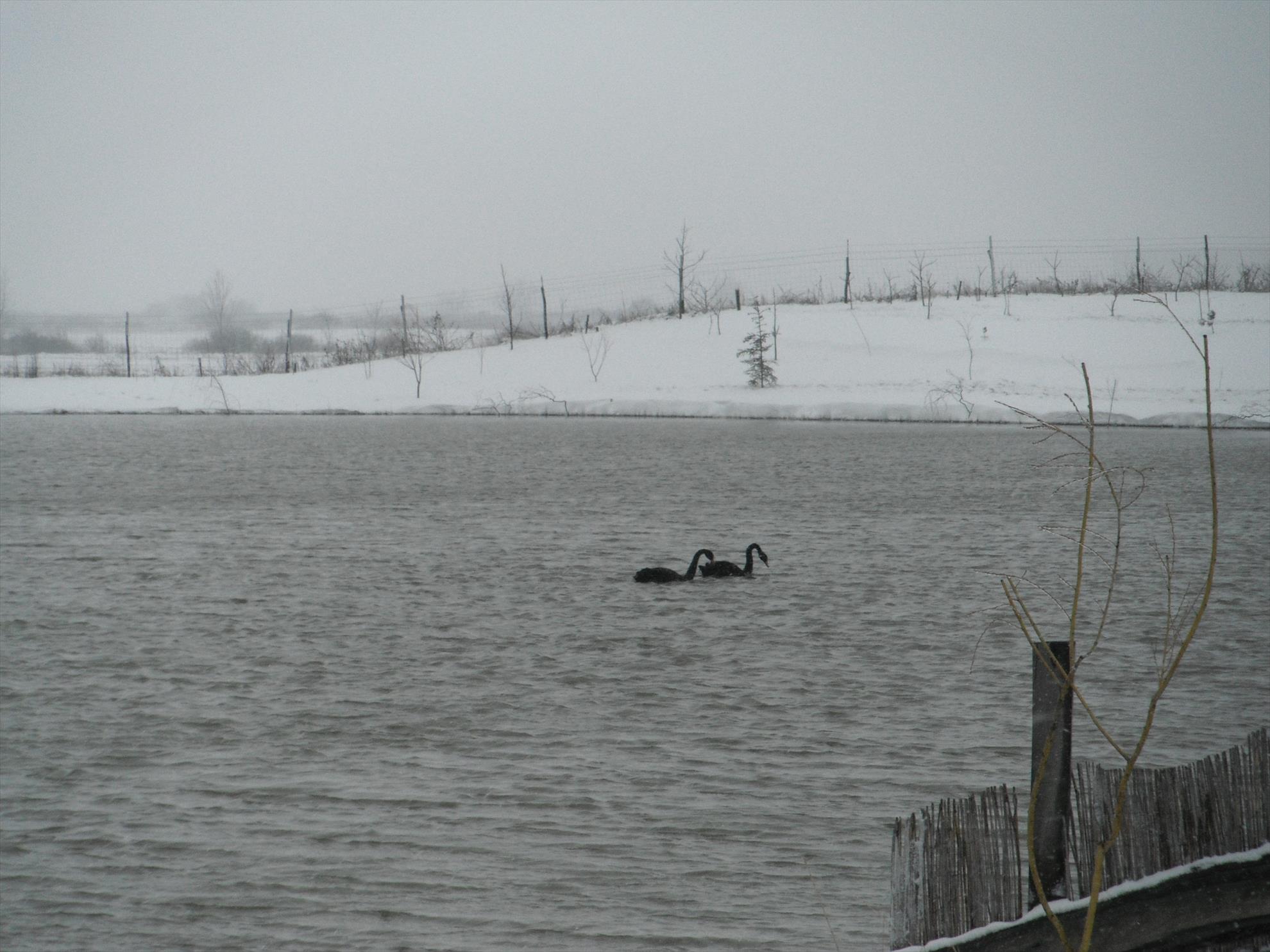 Martie 2013 - Moby Dick - Martie 2013
http://target-baits.ro/